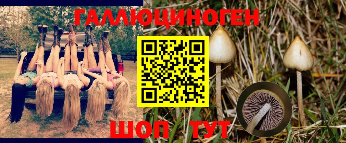 Шуя  Псилоцибиновые грибы ЛСД  Вход с VPN  Псилоцибиновые грибы GOLDEN TEACHER 